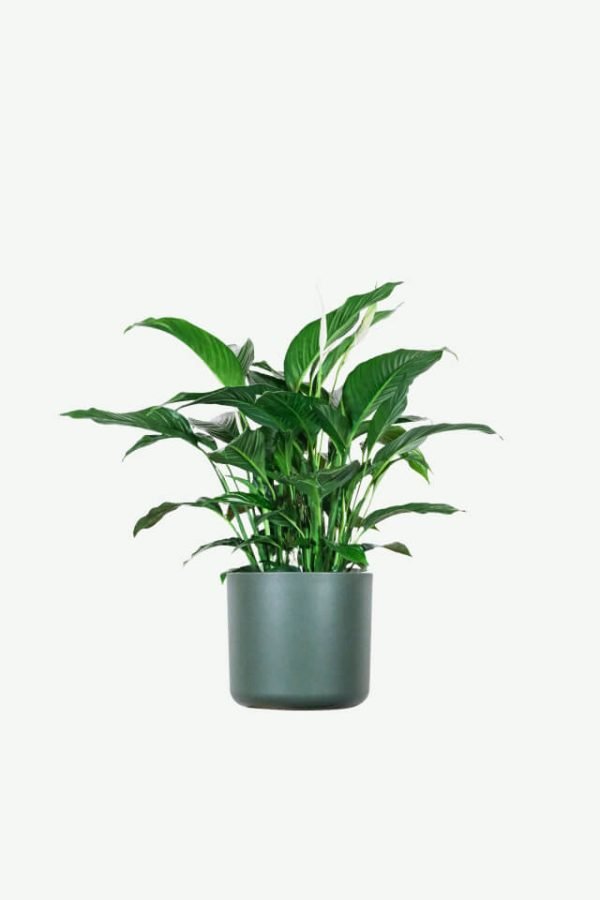 Spathiphyllum